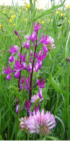 Orchis à fleurs lâches