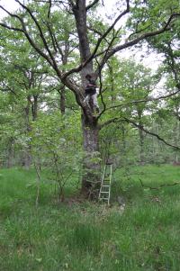 Pré-étude chiroptère (Equevilley)